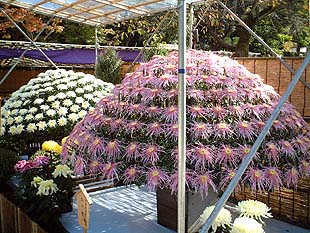 見事な造形の菊花